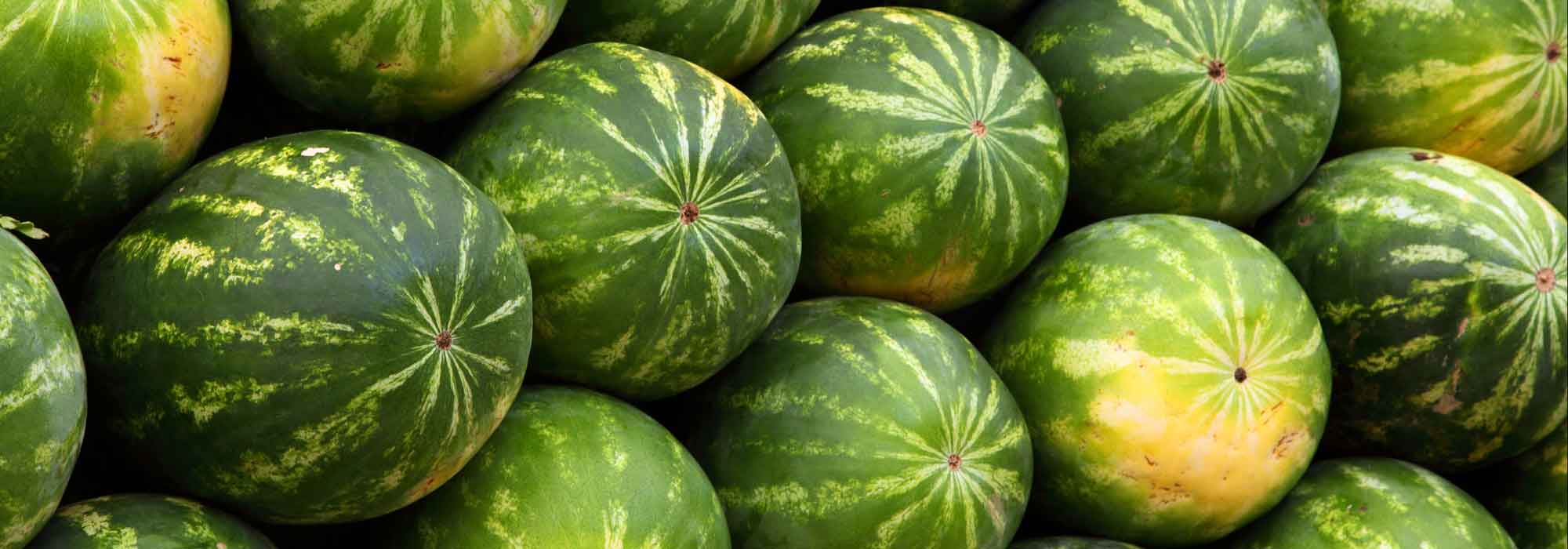 Melancia: semear, plantar, cultivar, colher