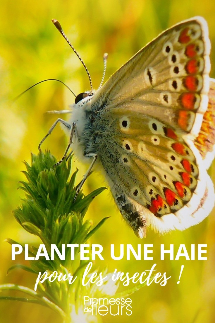 sebe insetos