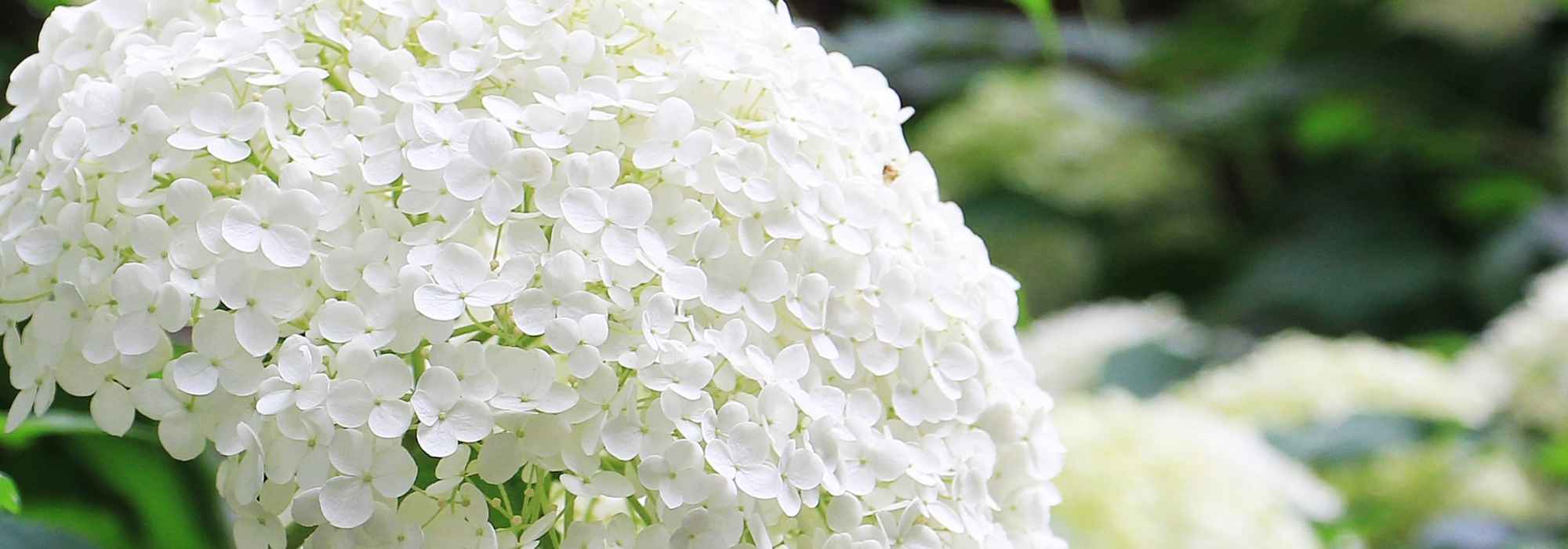 A poda dos arbustos de floração estival