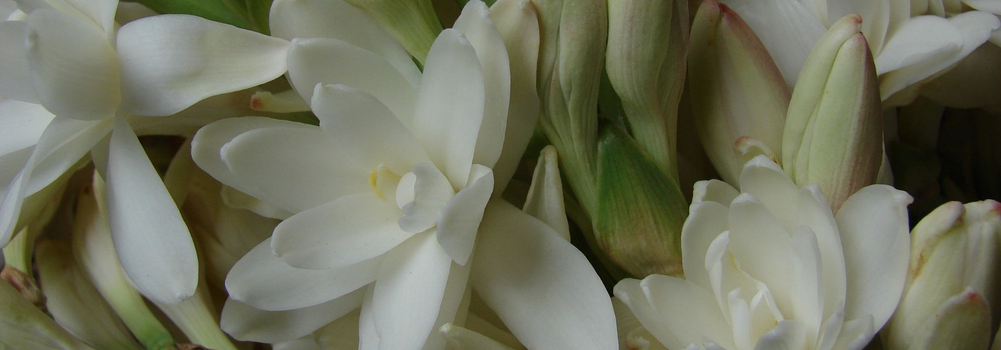 As Tuberosas: plantação, cultivo, manutenção