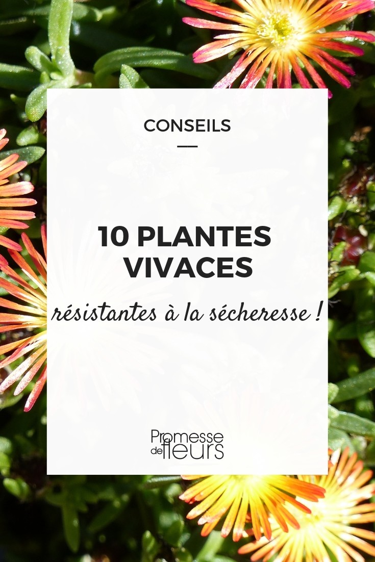 plantas perenes e seca