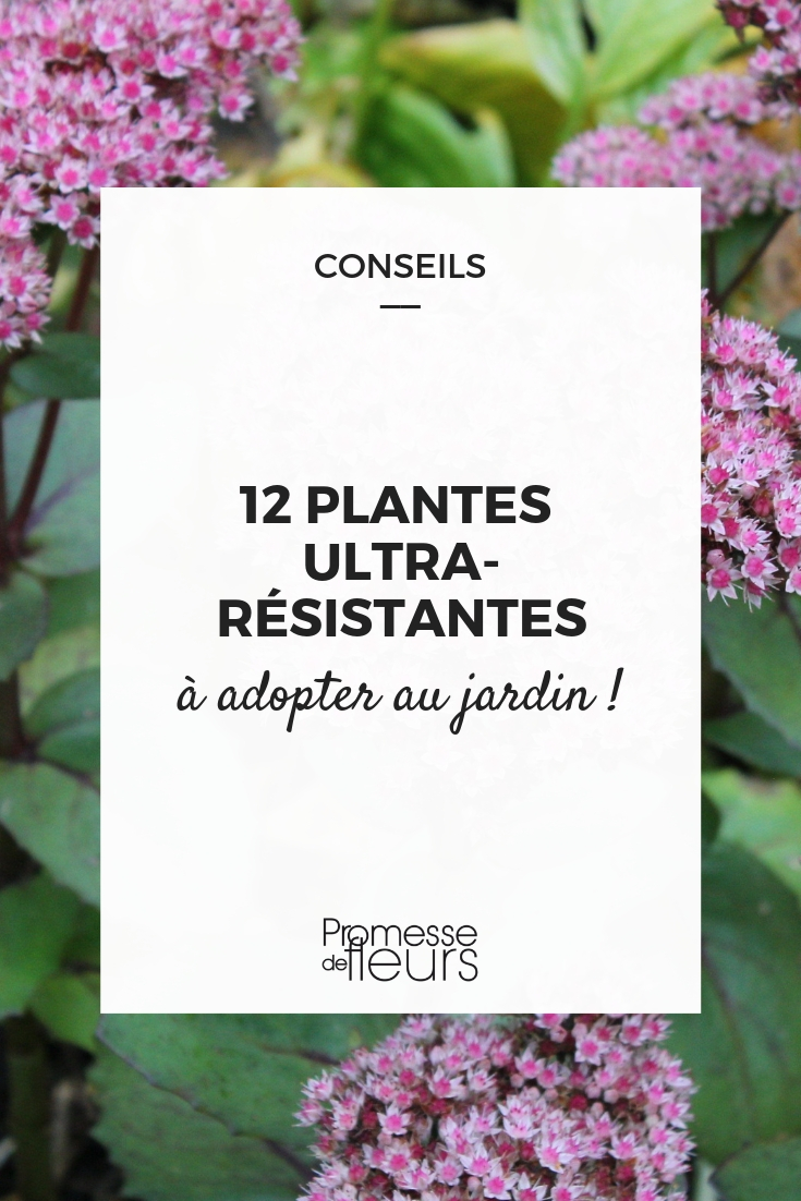 plantas resistentes jardim