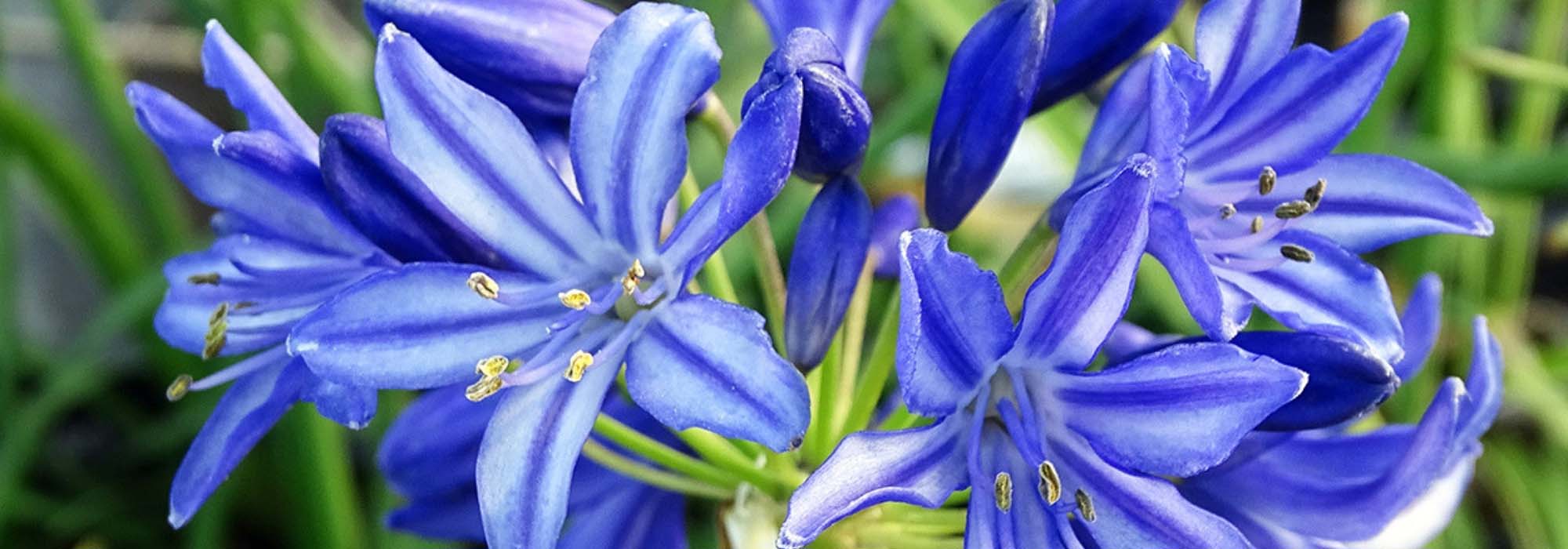 Agapanto: plantar, cultivar e cuidar
