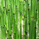 Cavalinha, Equisetum: plantação, cultura e manutenção