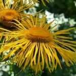 Ínula: plantar, cultivar e cuidar
