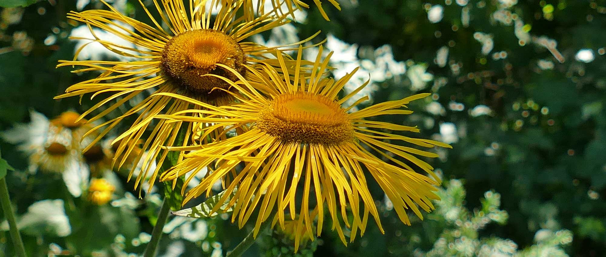 Ínula: plantar, cultivar e cuidar