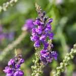 Linária, Linaria : sementeira, plantação, cultivo e manutenção