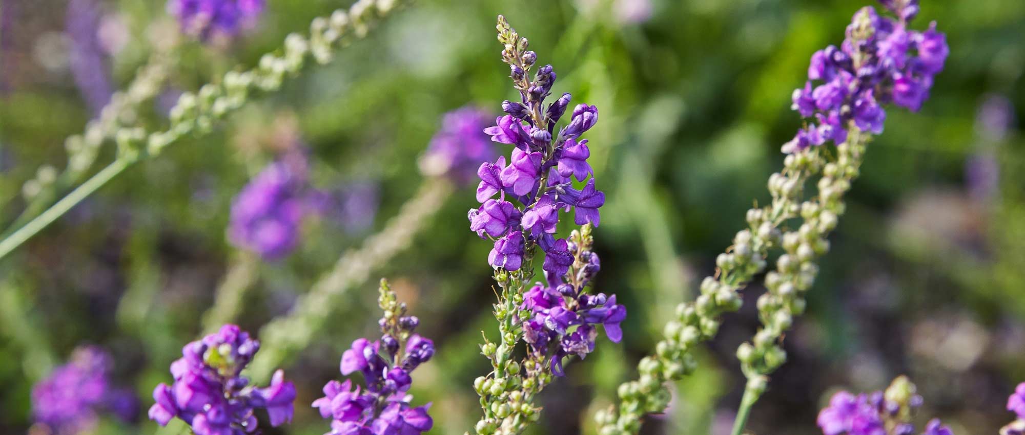 Linária, Linaria : sementeira, plantação, cultivo e manutenção
