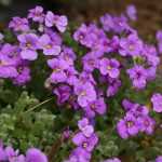 Aubrecia, Aubrieta : semear, plantar, cultivar