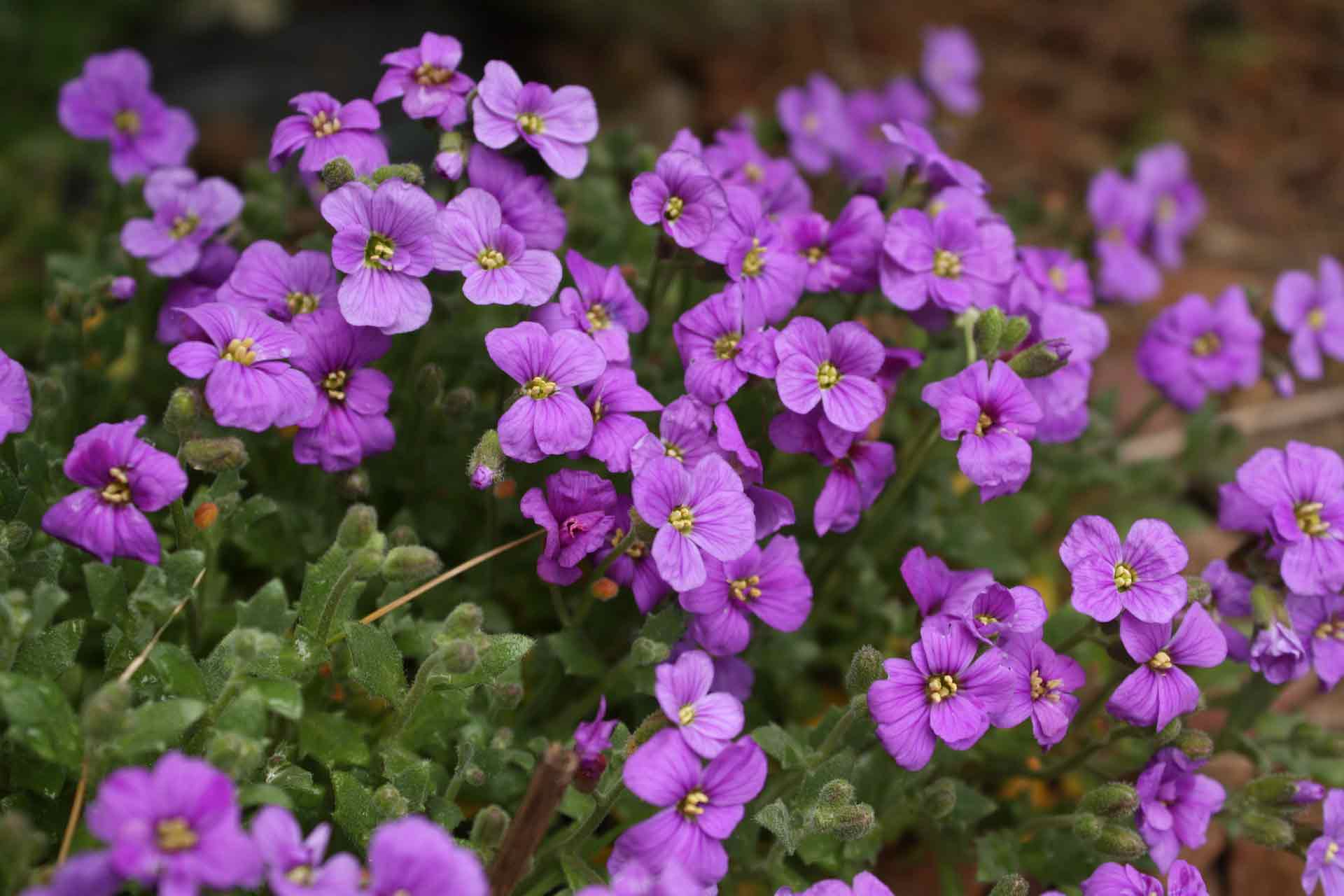 Aubrecia, Aubrieta : semear, plantar, cultivar