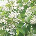 Chionanthus, árvore-de-neve: plantar, cultivar