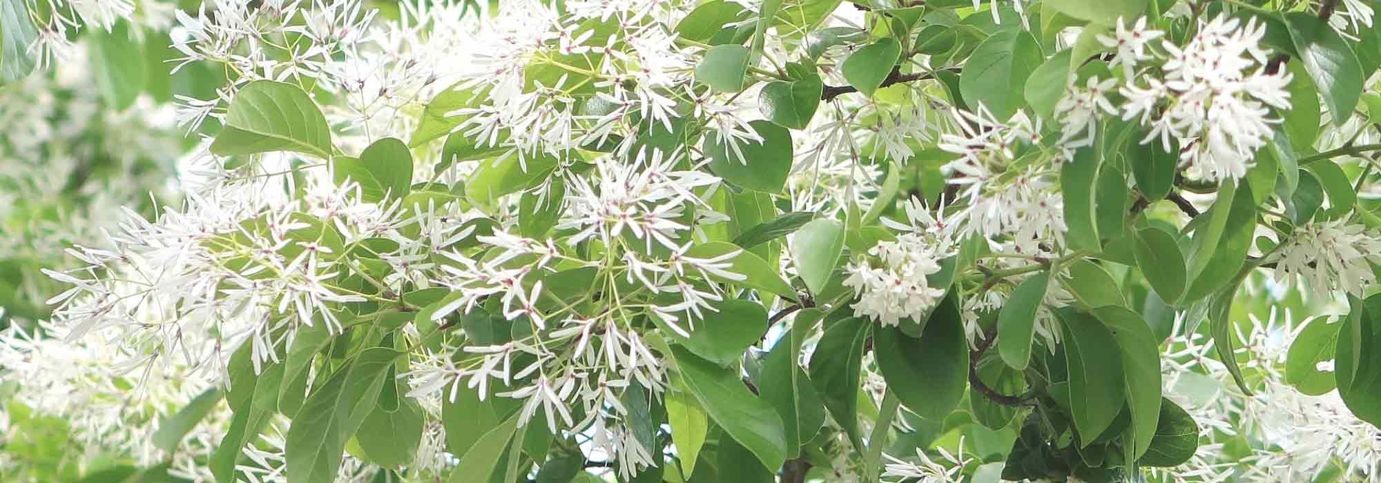Chionanthus, árvore-de-neve: plantar, cultivar