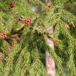 Cryptomeria, criptoméria: plantar, podar e cuidar