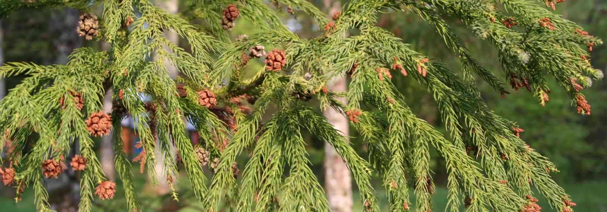 Cryptomeria, criptoméria: plantar, podar e cuidar