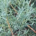 Cipreste, Cupressus: plantar, podar e cuidar