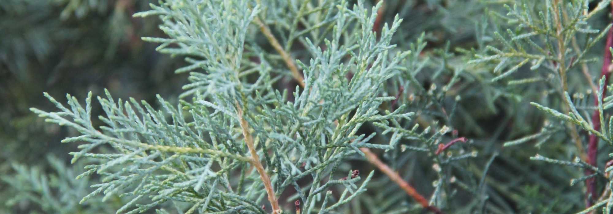 Cipreste, Cupressus: plantar, podar e cuidar