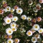 Erigeron : plantar, cultivar