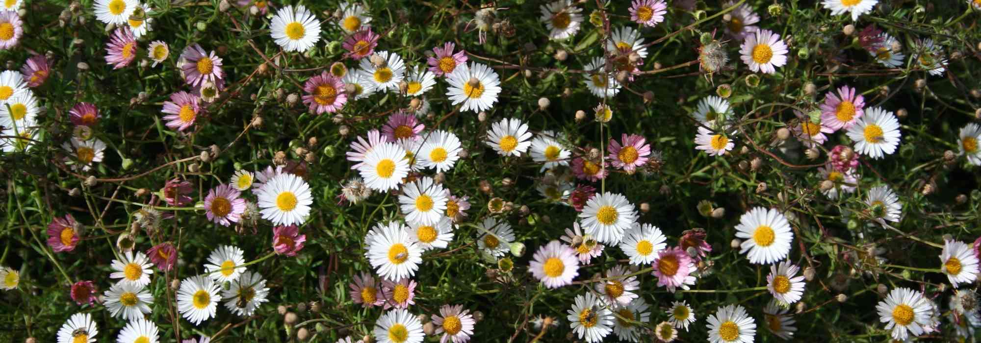 Erigeron : plantar, cultivar