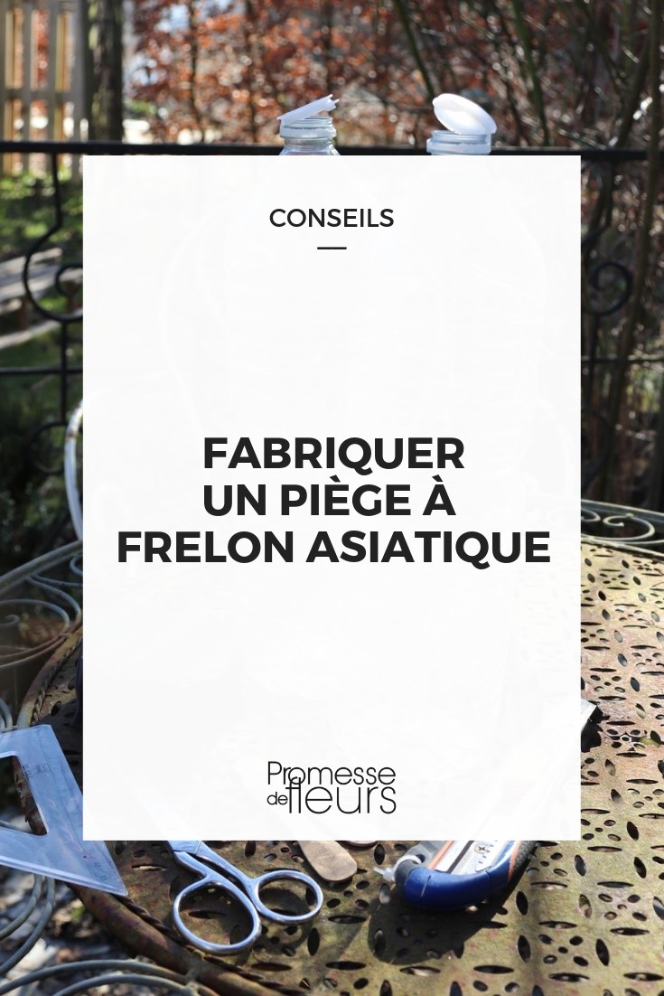 fazer armadilha para vespa asiática
