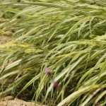 Hakonechloa, erva de Hakone: plantação, cultivo, manutenção