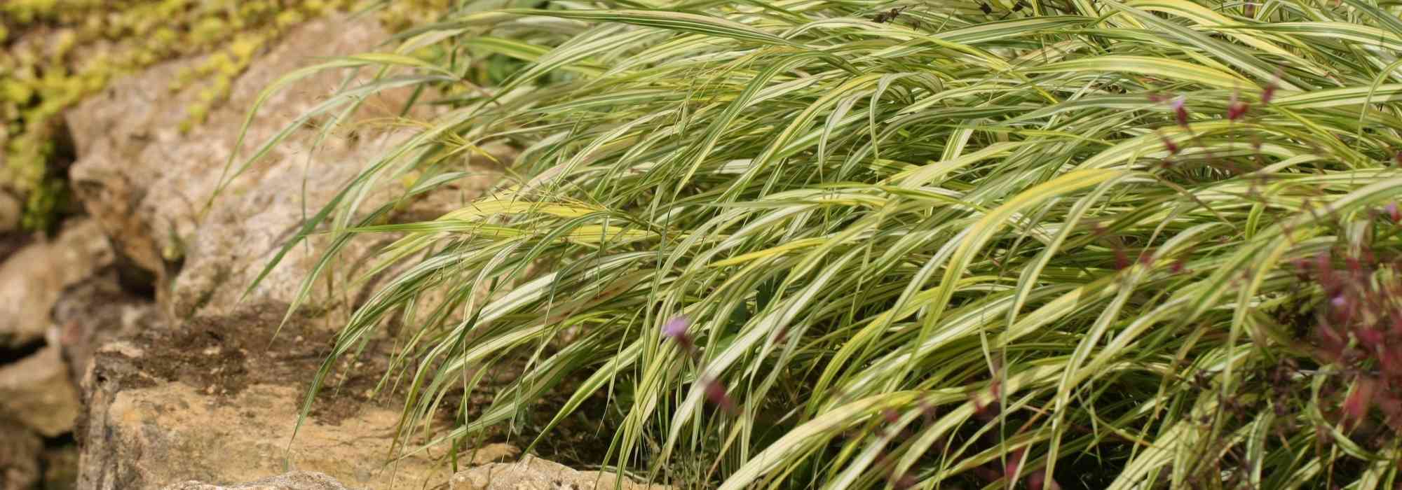 Hakonechloa, erva de Hakone: plantação, cultivo, manutenção
