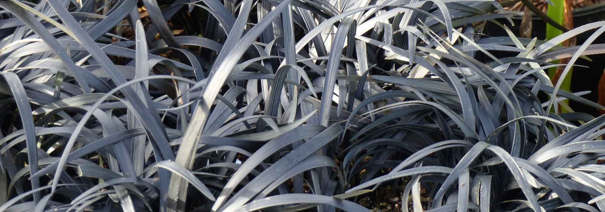 Ofiopógão, grama-preta: plantar e cuidar