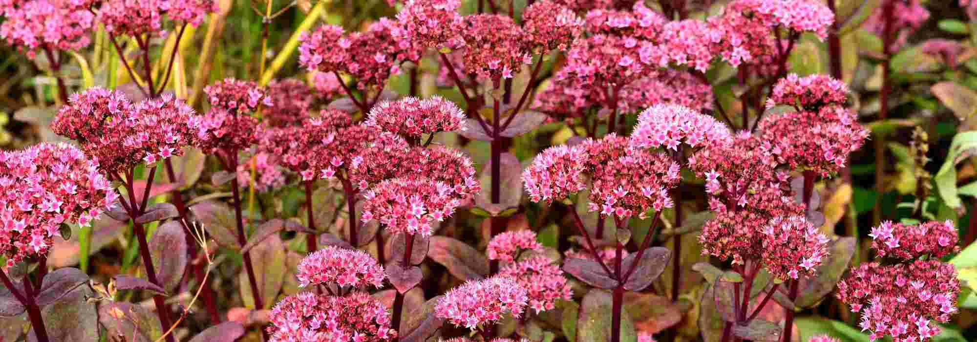 12 plantas ultra-resistentes para adoptar no jardim