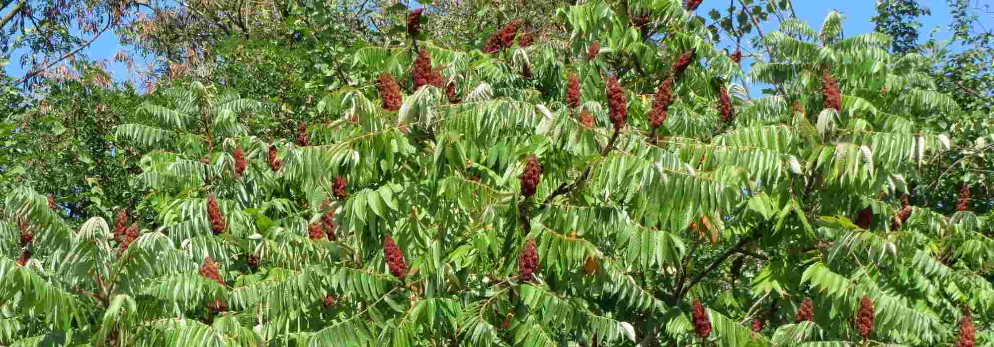 Sumagre: plantação, cultivo e manutenção