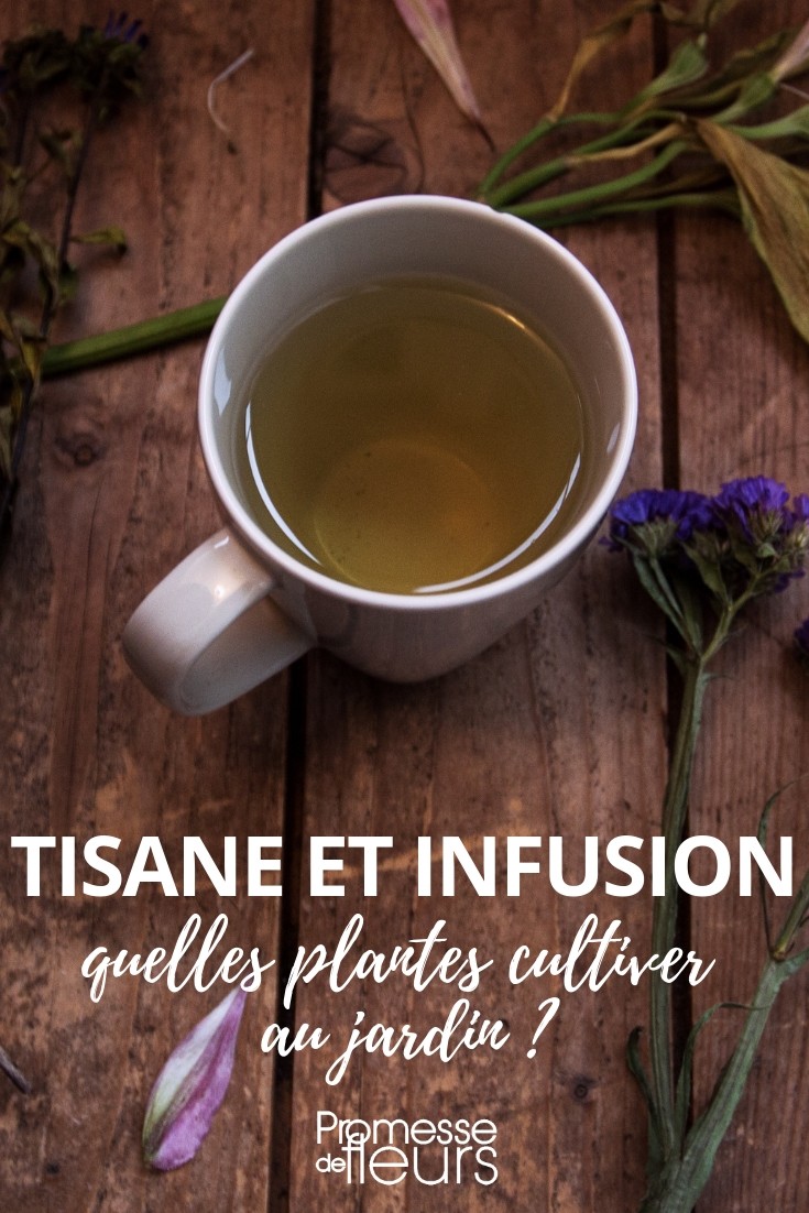 tisana e infusão
