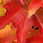 Vinha-virgem: plantação, manutenção, poda