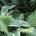 Compor um canteiro de sombra: que plantas de sombra escolher para o seu jardim?