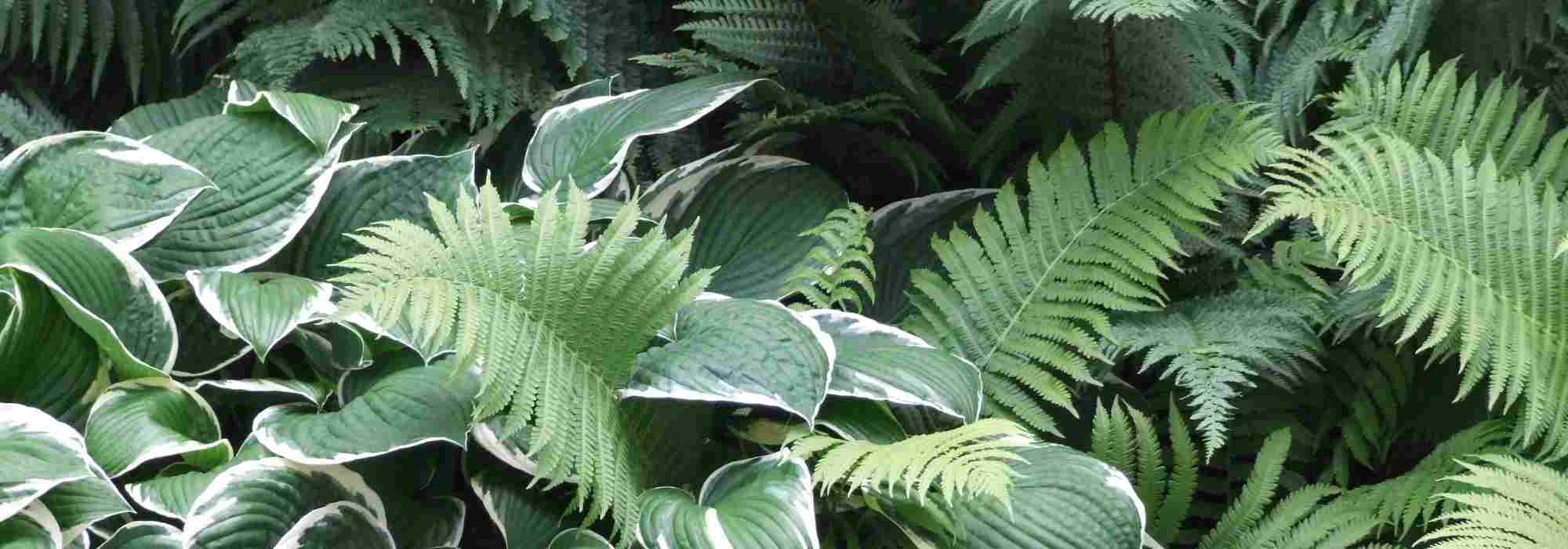 Compor um canteiro de sombra: que plantas de sombra escolher para o seu jardim?