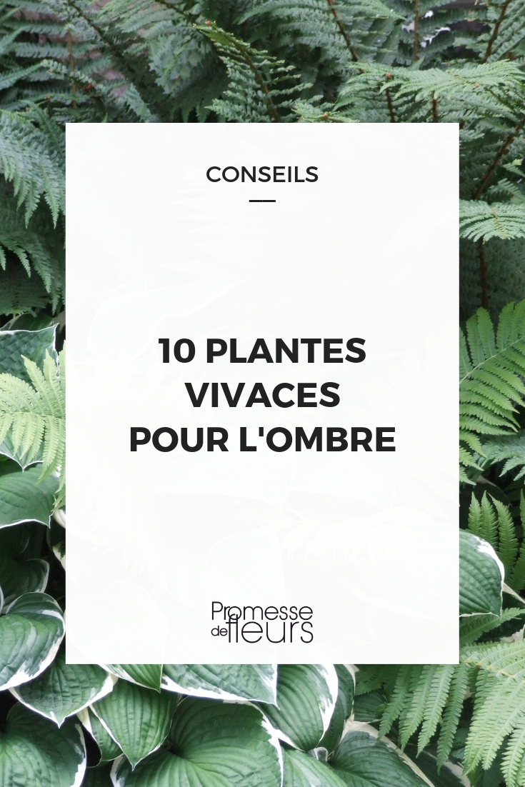 plantas de sombra : 10 perenes indispensáveis