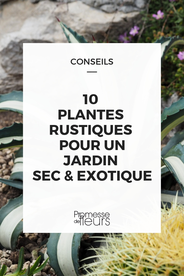 planta exótica e rústica