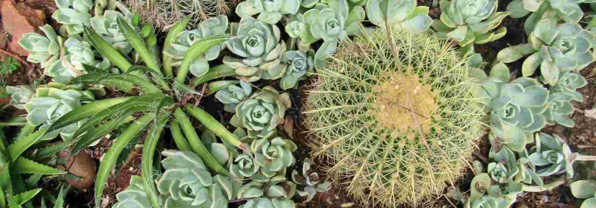 10 plantas rústicas para um jardim seco exótico