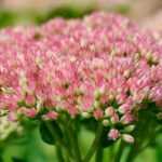 10 plantas perenes resistentes à seca para jardim sem rega