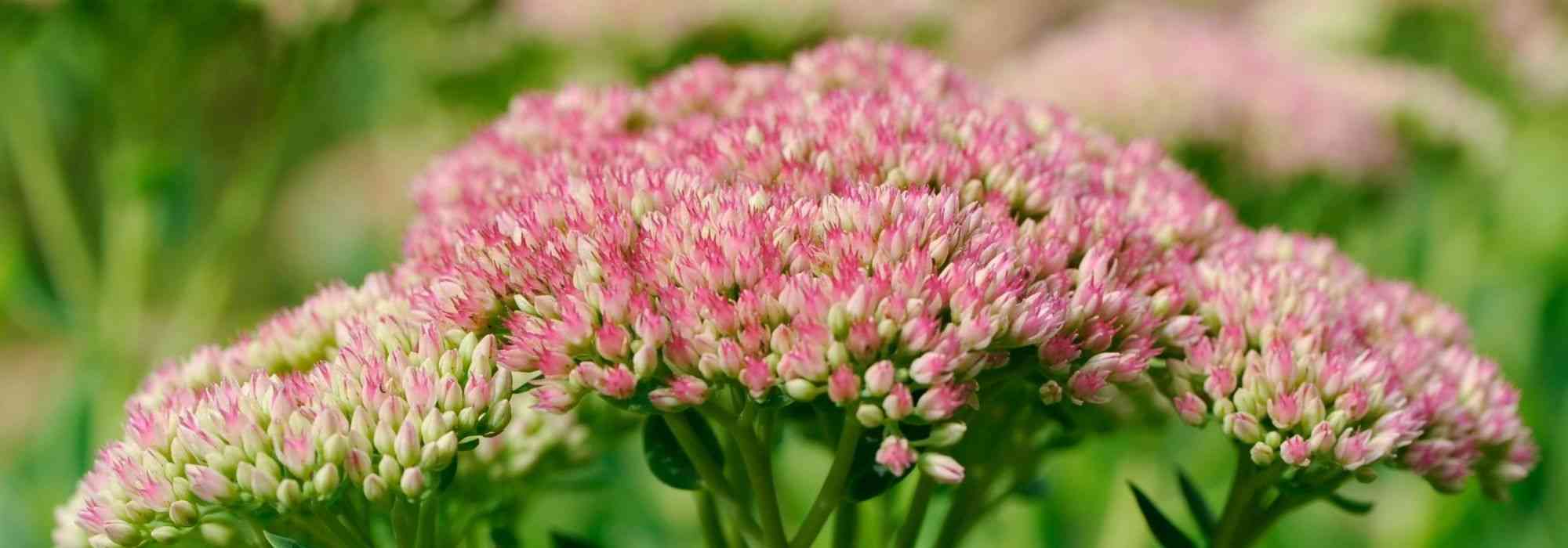 10 plantas perenes resistentes à seca para jardim sem rega