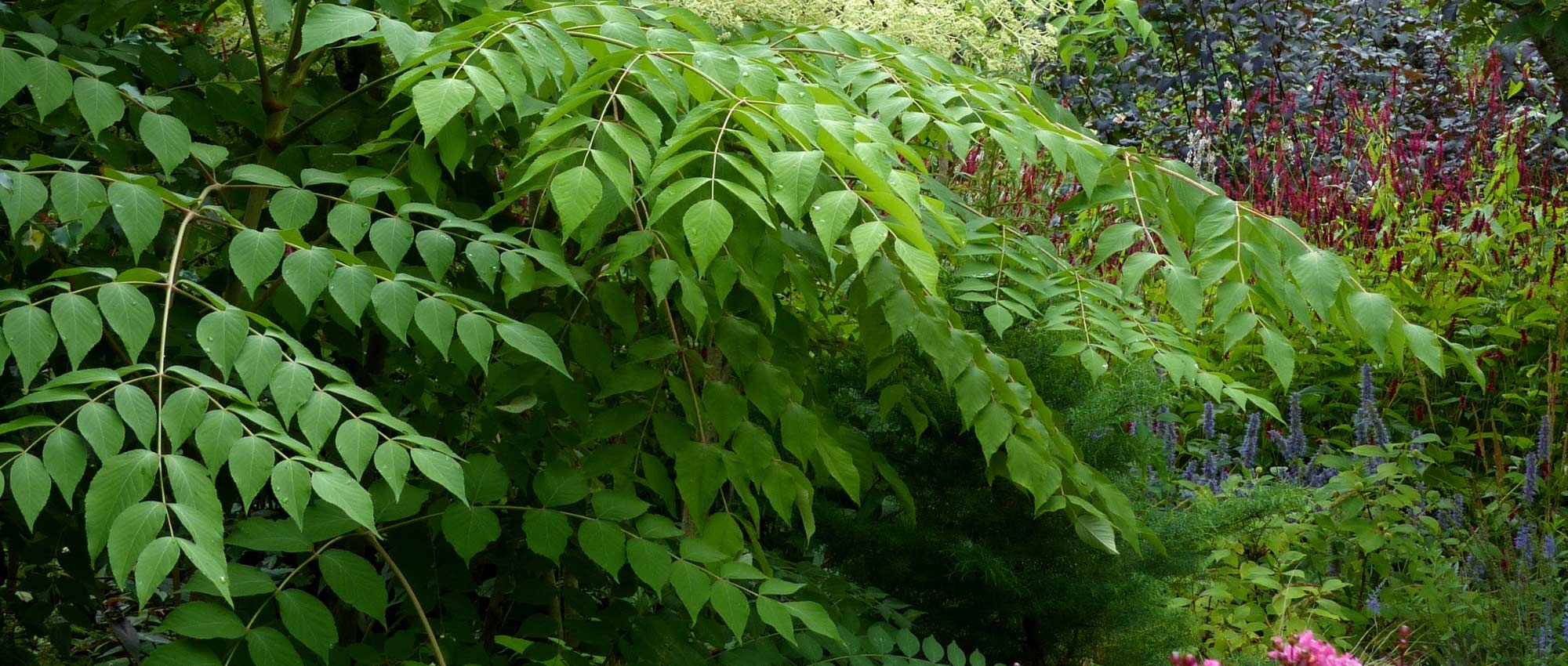 Aralia: plantação, cultivo e manutenção