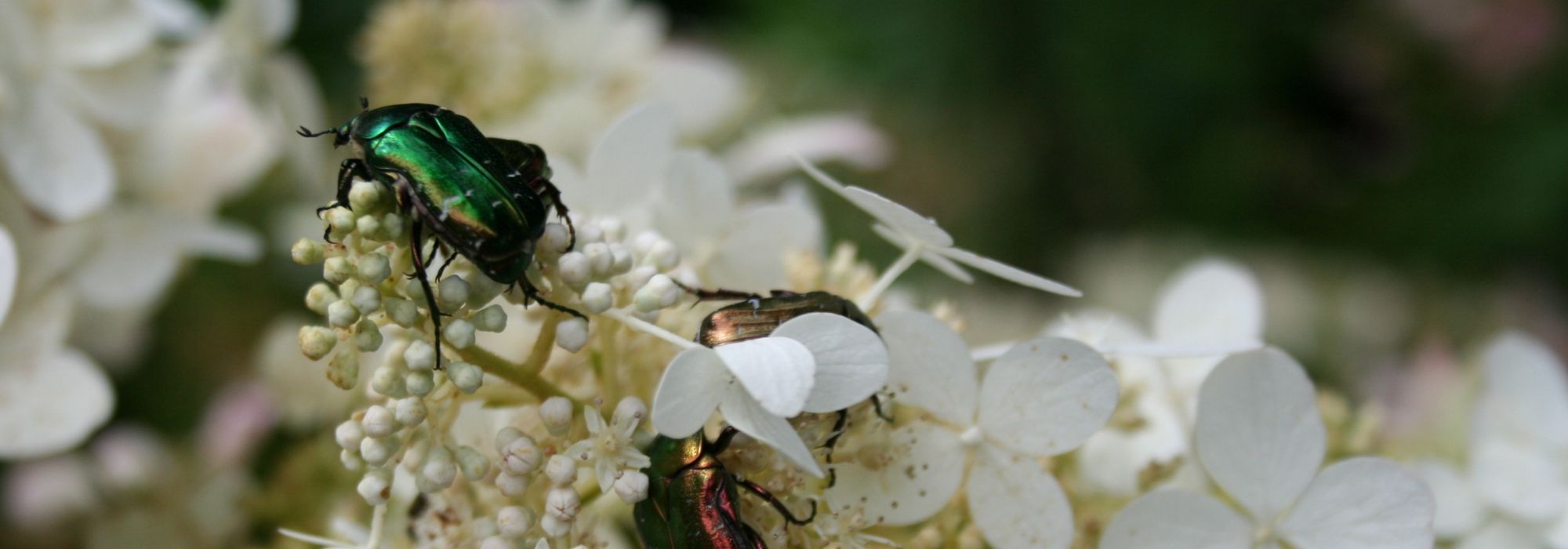 Cetónia dourada: tudo o que precisa de saber sobre este grande inseto do jardim
