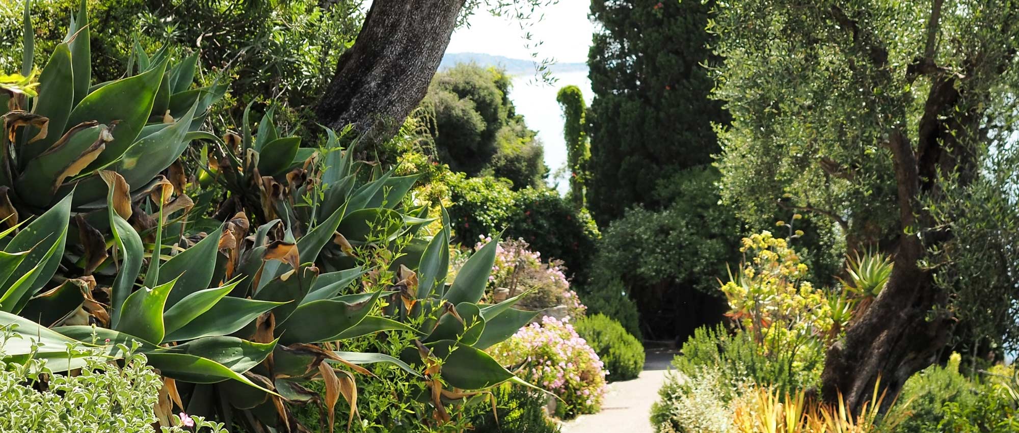 Jardim mediterrânico: 10 plantas emblemáticas para o compor