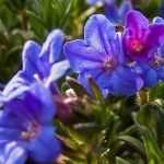 Lithodora: plantação, cultivo e cuidados