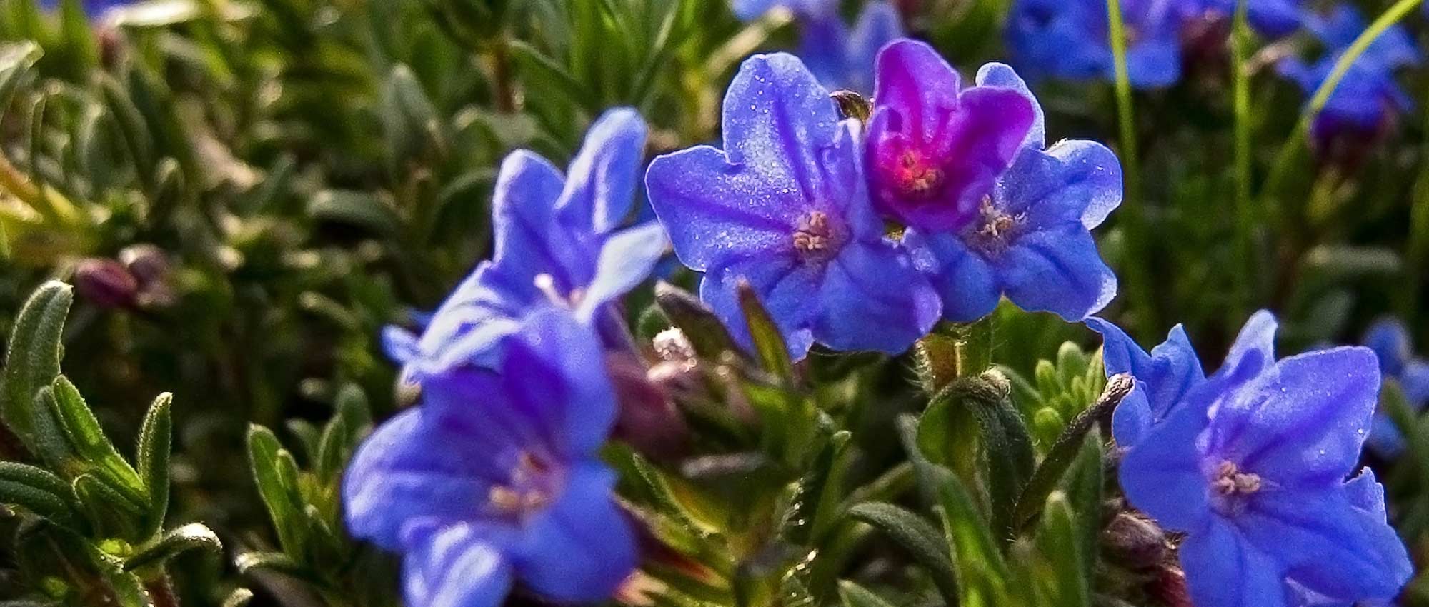 Lithodora: plantação, cultivo e cuidados