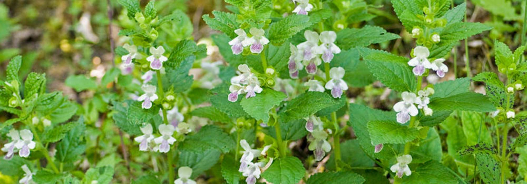 Melittis melissophyllum, betónia-bastarda: plantar e cuidar