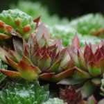 Sempervivum, sempre-viva: plantar, cultivar e cuidar