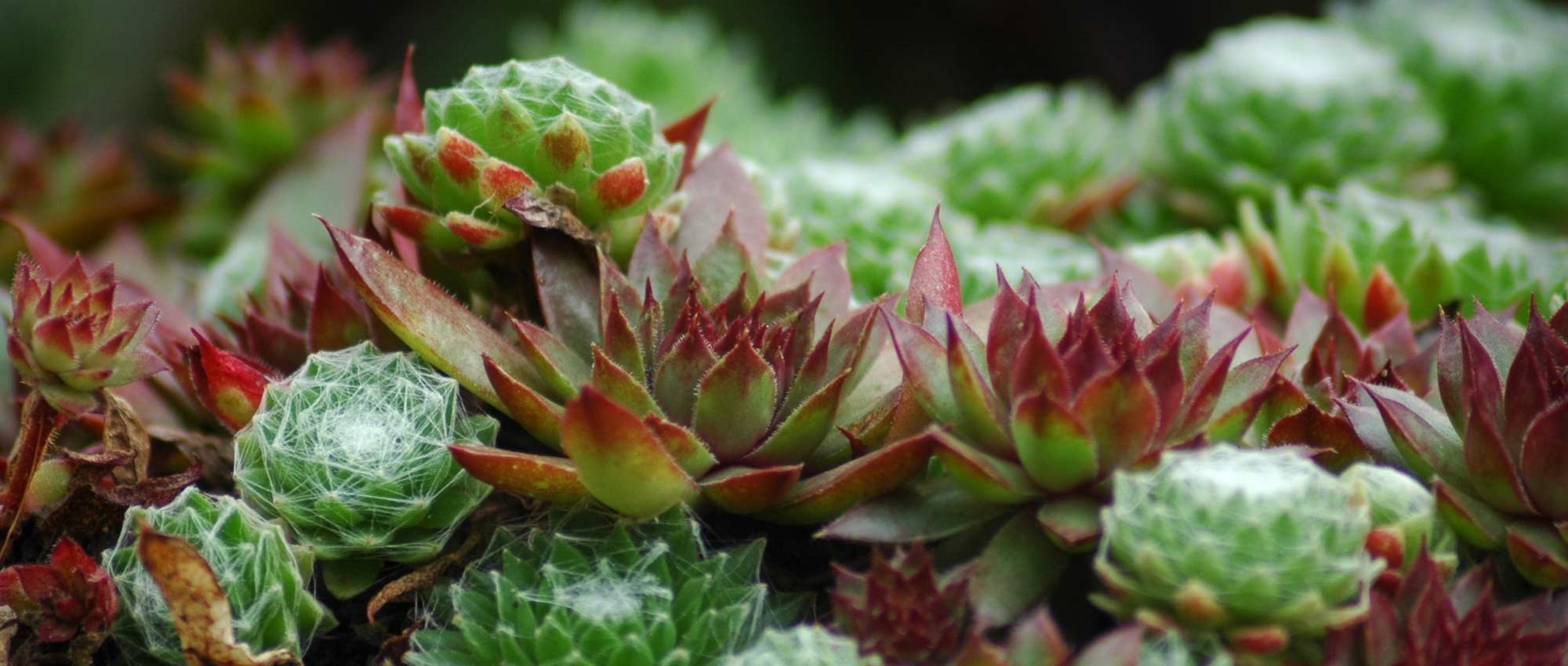 Sempervivum, sempre-viva: plantar, cultivar e cuidar