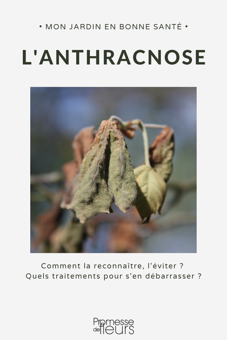 doença antracnose