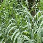 Cana, Arundo donax : plantação, cultura, manutenção