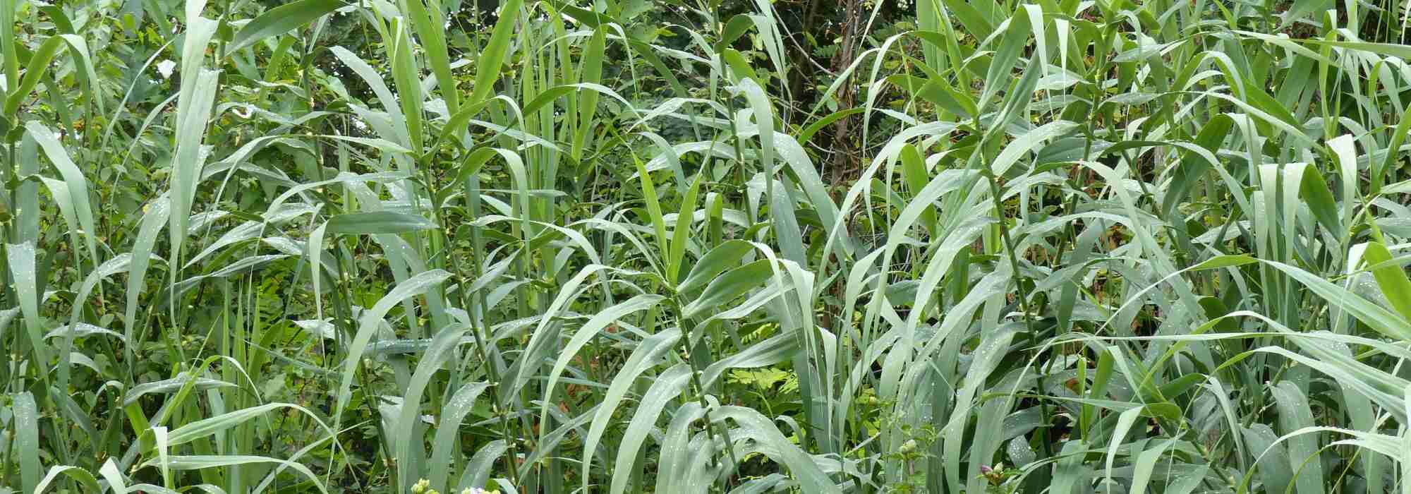 Cana, Arundo donax : plantação, cultura, manutenção
