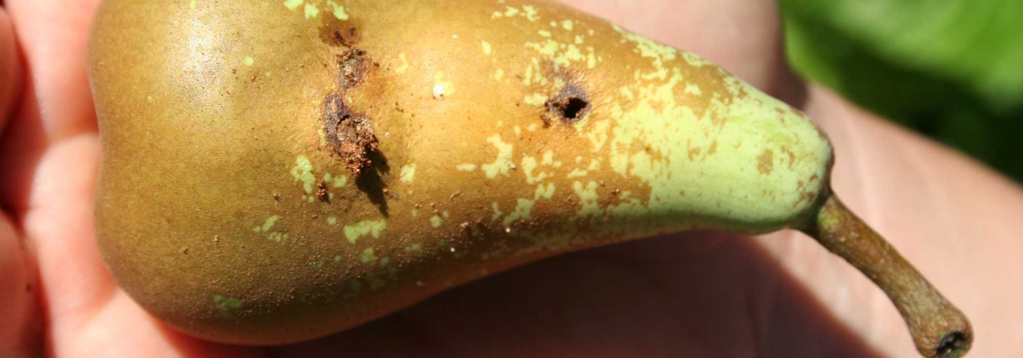 A Carpocapsa das Fruteiras