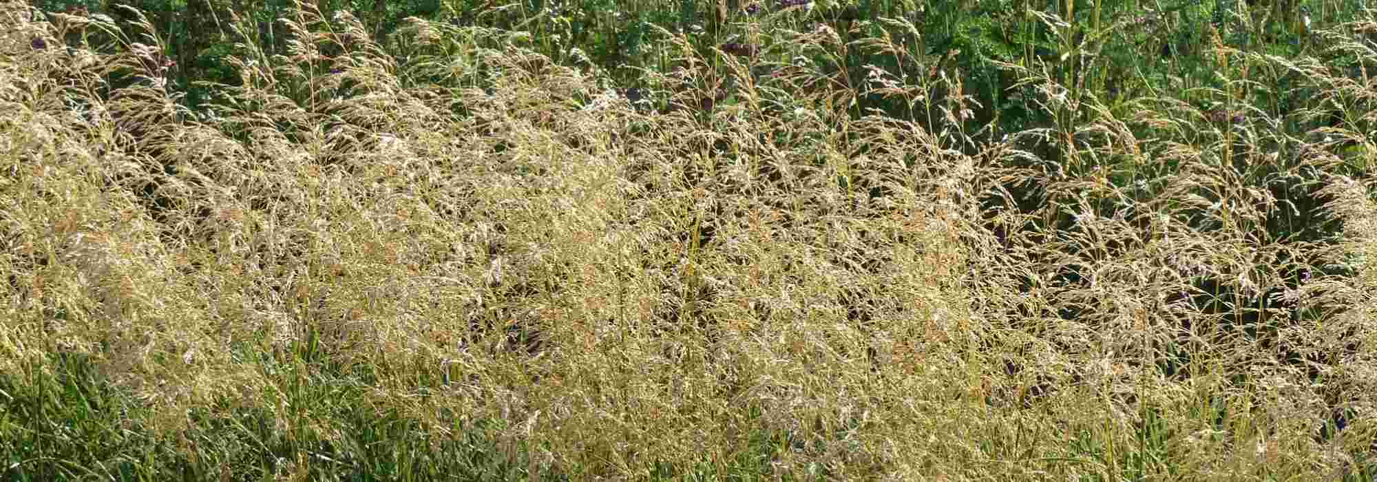 Deschampsia, Deschampsia cespitosa : plantação, manutenção e associação